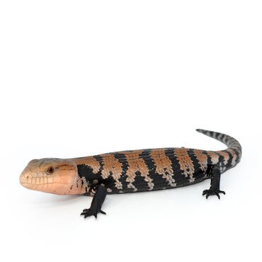 Blue-Tongue Skink